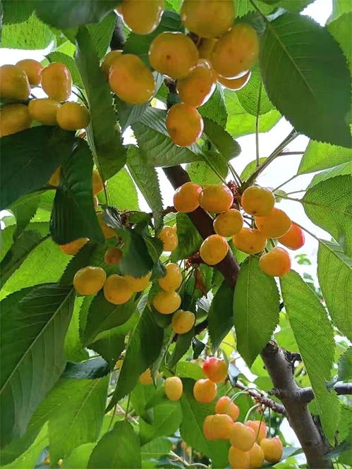 盛夏的果实电影日本 樱桃的滋味电影在线观看