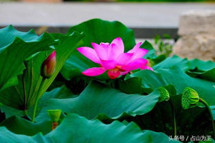 秋天的荷花是什么样的 立秋后的荷花诗句