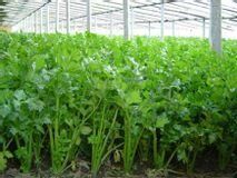 移栽芹菜是单棵还是双棵 芹菜一个坑里栽几棵