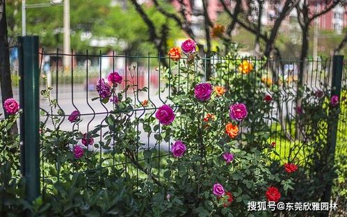 紫竹梅一年开花几次 紫竹梅能活几年