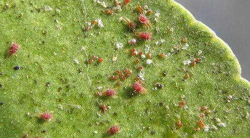 红蜘蛛内吸性杀虫药 杀死红蜘蛛最好的农药