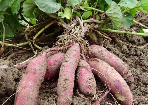 红薯最迟什么时候种植 红薯种植管理技术