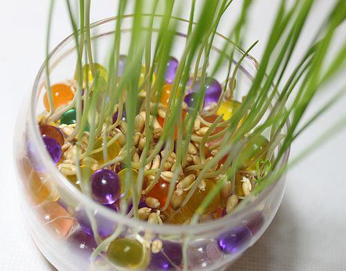 网上卖的猫草是小麦吧 猫草是一直割一直长吗