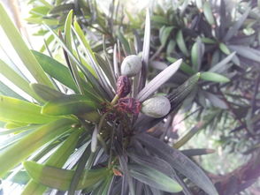 罗汉松的果子害处 罗汉松果的正确吃法图片