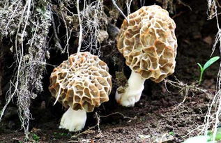 羊肚菌骗局揭秘 羊肚菌菌种培育技术