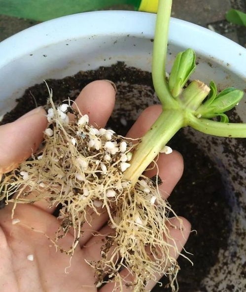 自制三角梅生根水 自制万能生根水