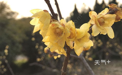腊梅泡水最佳配方 腊梅果泡水的正确方法