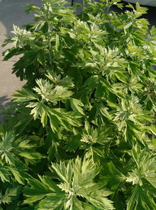 艾草会吸引什么虫子 艾草会驱虫还是招虫