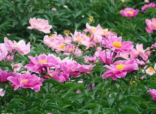 芍药深埋还是浅埋 芍药花的寿命是几年