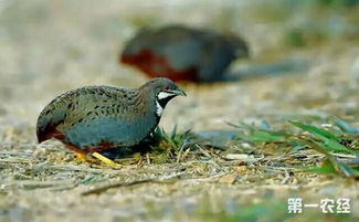 芦丁鸡寿命是几年 芦丁鸡种蛋价格