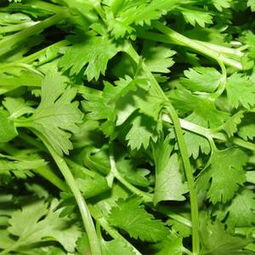 芫荽和香菜哪个叫法最正规 香菜和芫荽哪个叫法正宗