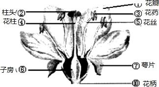花的四个结构 花的结构包括几个部分