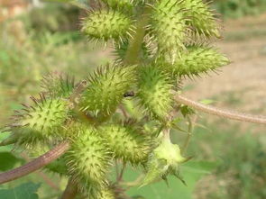 苍耳子几粒能毒死人 苍耳子放10个煮水有毒吗