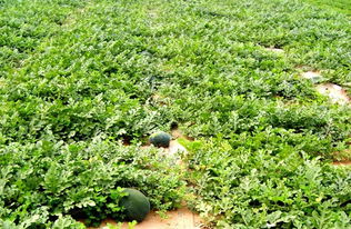 苯醚甲环唑说明书 苯醚甲环唑防治什么病