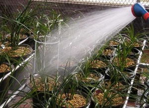 茄子浇水几天浇一次 茄子浇水顺口溜