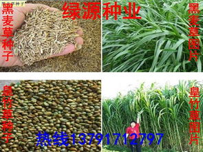 草种子哪里有卖 草子种子在哪里买