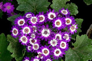 菊花洋气的名字 网名带菊的最佳名