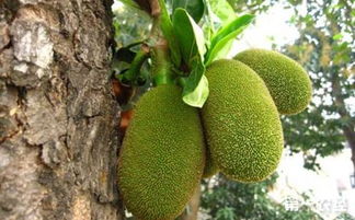 菠萝蜜暴晒晒坏了 菠萝蜜切开了直接晒太阳