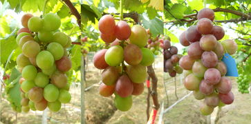 葡萄什么时候开花 葡萄一直长但不开花