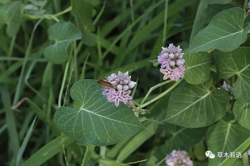 萝藦的花可以泡水喝吗 萝藦有毒吗可以煮水喝