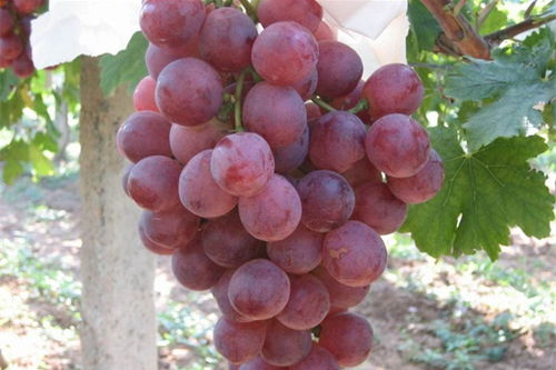 葡萄小苗第一年的管理 第一年葡萄苗多高打顶