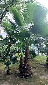 蒲扇的制作方法 蒲扇树图片