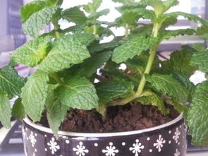 薄荷种子怎么种容易发芽 薄荷种子不泡水可以发芽吗