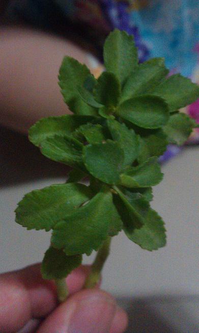 蚊子咬了擦的草叫什么 蚊子咬了揪叶片揉搓涂的草