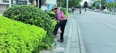 路边的银杏果可以吃吗 公园里的银杏果能不能吃