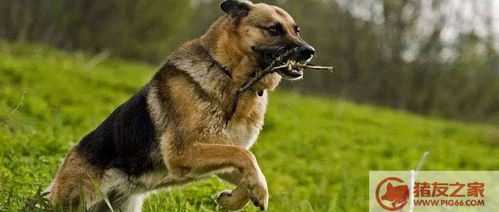 野艾蒿是不是就是艾草 艾草好还是野艾蒿好