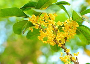 金弹子盆栽养殖方法 金弹子家养的禁忌