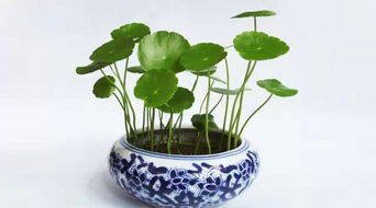 铜钱草放什么位置招财 铜钱草什么属相不能养