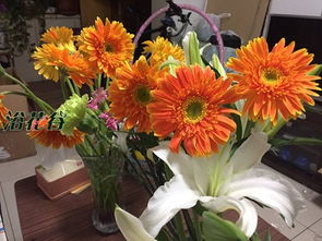 非洲菊是送给死人的吗 非洲菊为什么不能送人