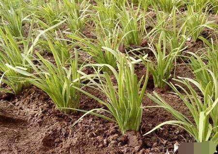 韭菜根怎么移栽最好 韭菜根几月份可移栽