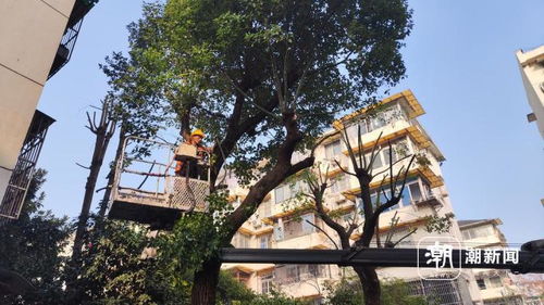 香橼树种在家门口好不好 香橼树的风水作用