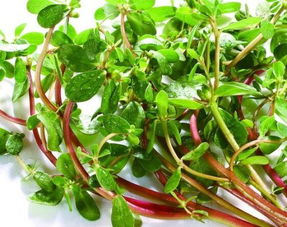 马齿苋水洗脸一年 马齿苋致癌还是抗癌