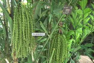 鱼尾葵果实能吃吗 鱼尾葵碰到皮肤会痒多久