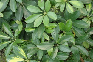 鸭掌木放哪里招财 鸭掌木最忌属相