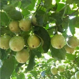 黄金百香果营养价值 百香果的副作用太大了