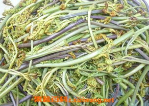 龙爪能治哪几种病 吃龙爪能抗肿瘤吗