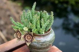 龙骨夏天能不能晒太阳 龙骨晒太阳好还是不晒好