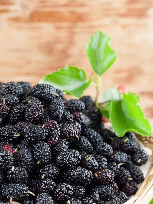 三种人不宜吃桑葚干 女人每天喝桑葚水好吗