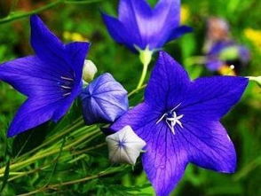 中华桔梗一年开几次花 中华桔梗几月份开花