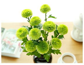 乒乓菊 送人忌讳 乒乓菊养家里不吉利吗