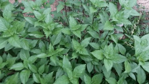 九层塔的作用和危害 三种人不宜吃九层塔