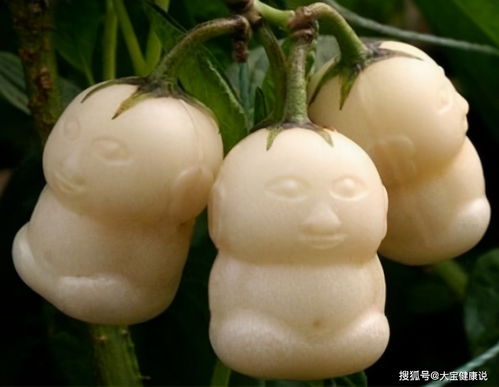 人参果有什么营养价值 女人吃人参果的好处