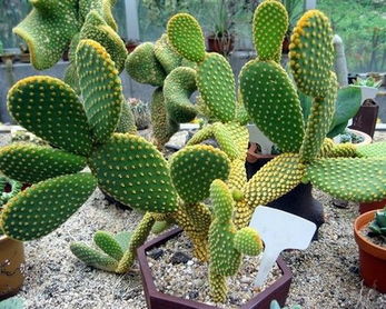 仙人掌的优秀作文300字免费 仙人掌的作文300字左右