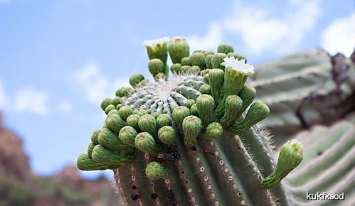 仙人掌的寓意和象征风水 仙人掌放家里风水禁忌