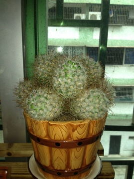 仙人掌十大品种名称 十大名贵仙人掌图片