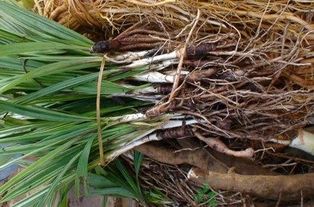 仙茅能毒死人吗 仙茅去毒处理方法